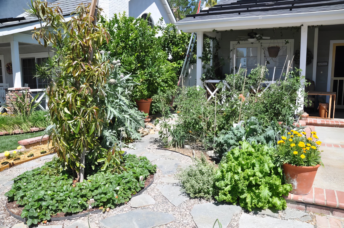 Dream Veggie Garden 3