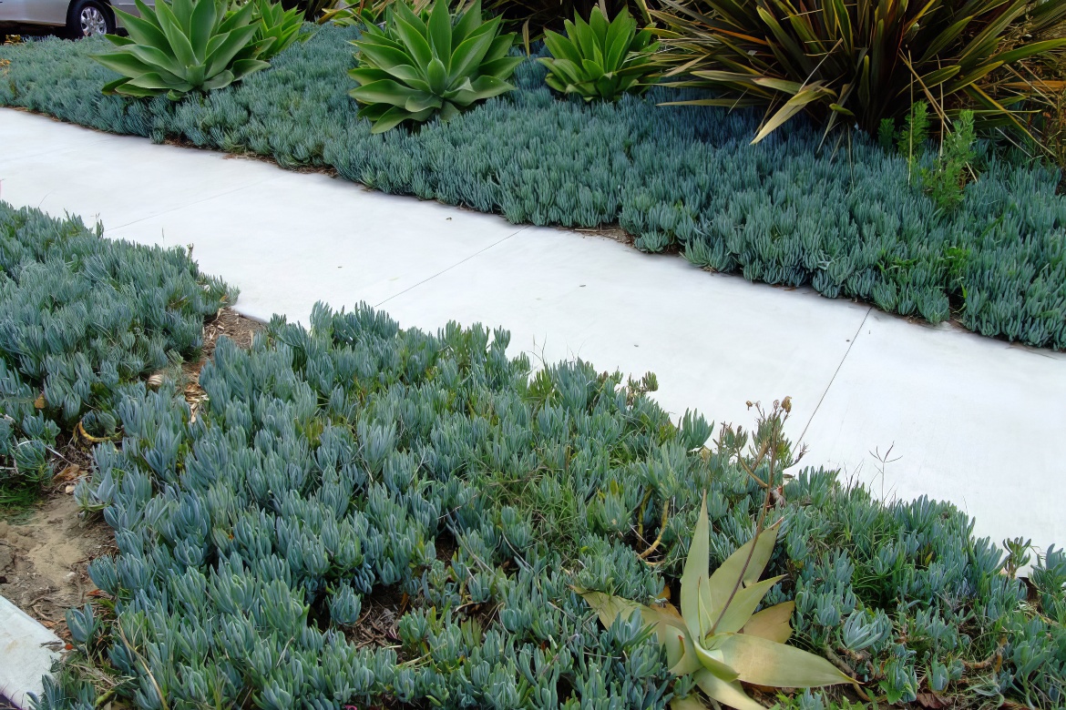 Succulent Parking Strip