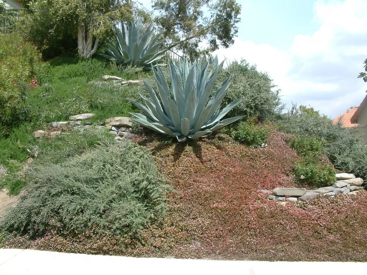 Agave Queens