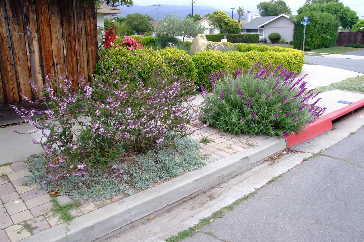 Violet Lavender Color Explosion