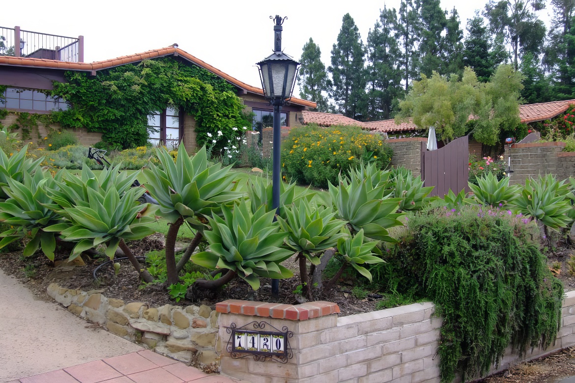 Agave Corner