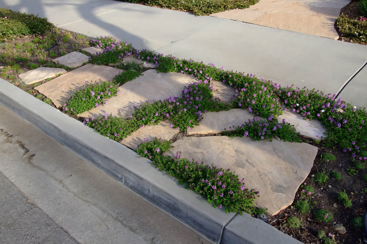 Verdant Life Among the Pavers