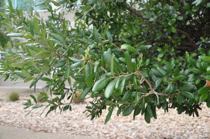 Plant photo of: Quercus virginiana