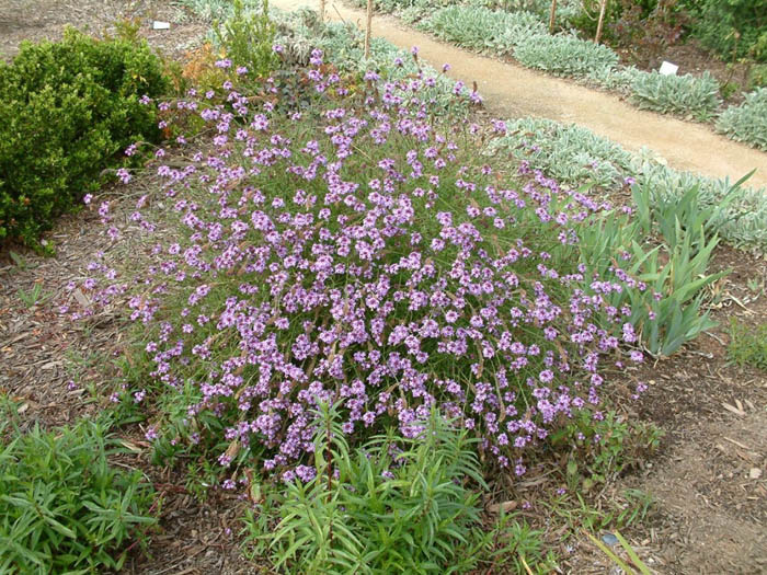 Plant photo of: Verbena lilacina 'De La Mina'