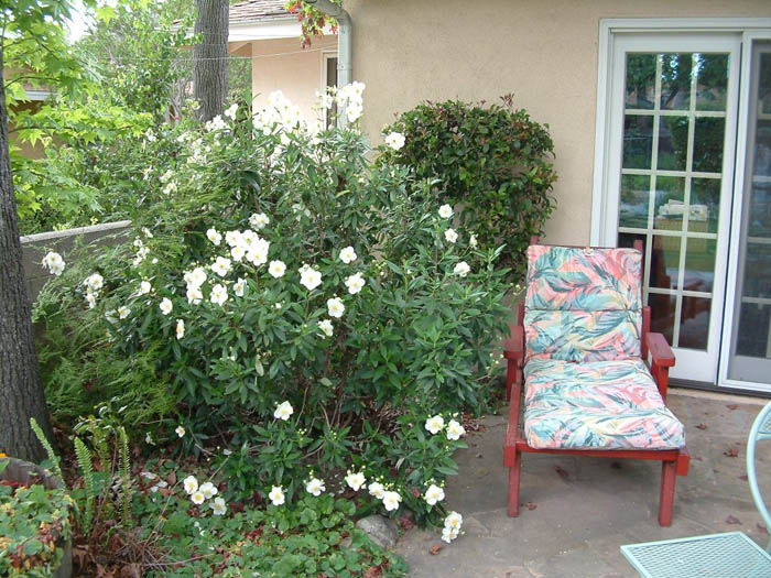 Plant photo of: Carpenteria californica