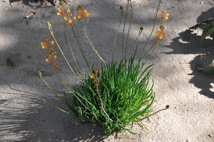 Plant photo of: Bulbine frutescens 'Hallmark'