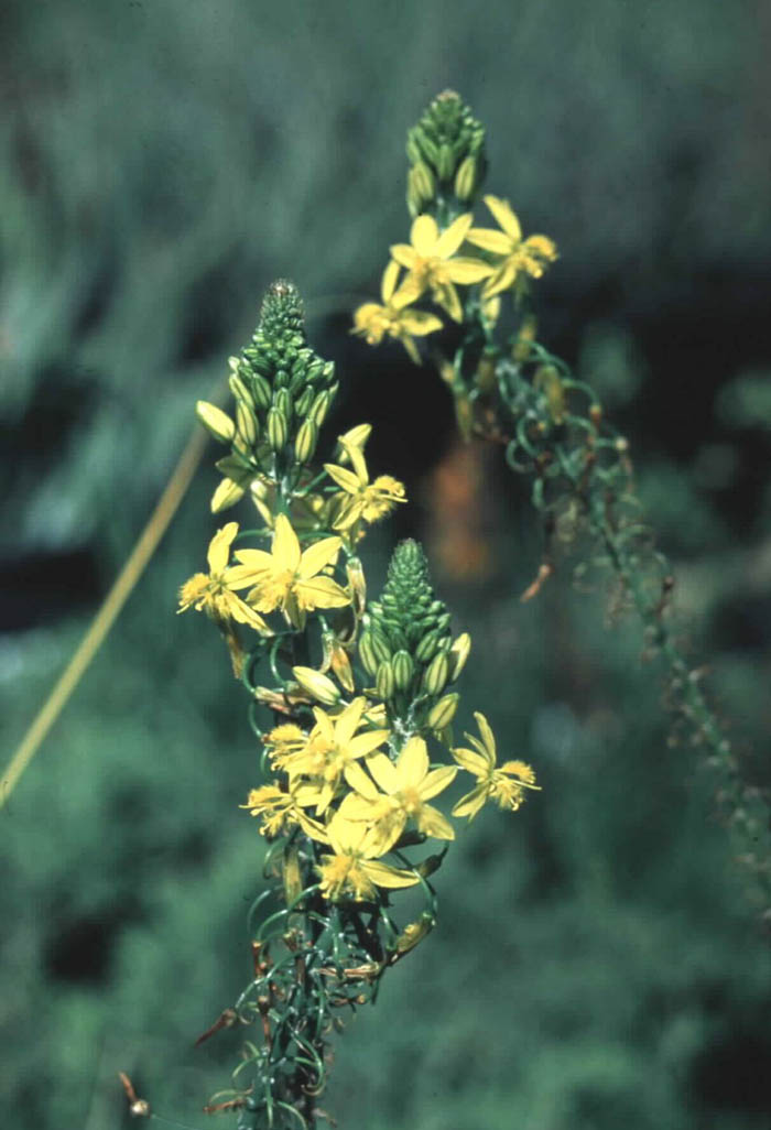 Plant photo of: Bulbine latifolia