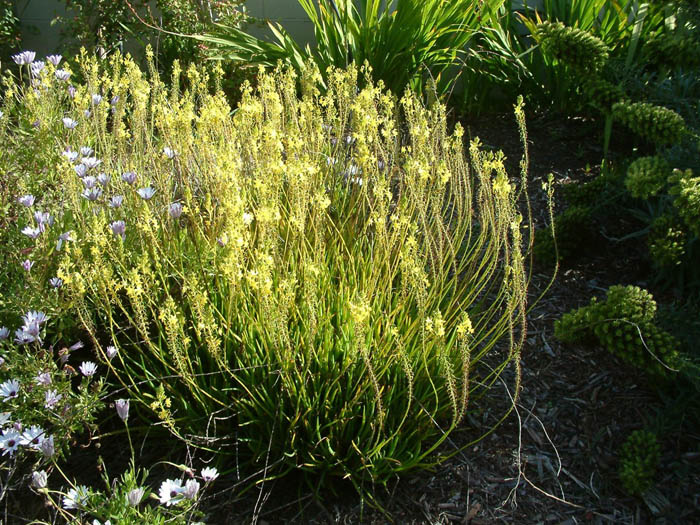 Plant photo of: Bulbine latifolia