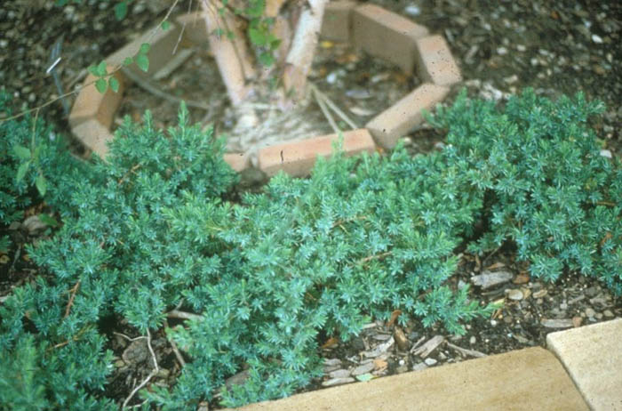 Plant photo of: Juniperus rigida conferta