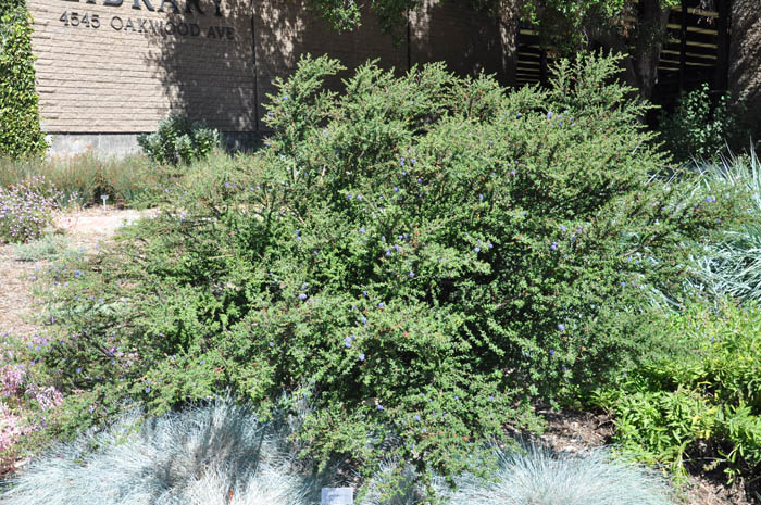 Plant photo of: Ceanothus 'Julia Phelps'