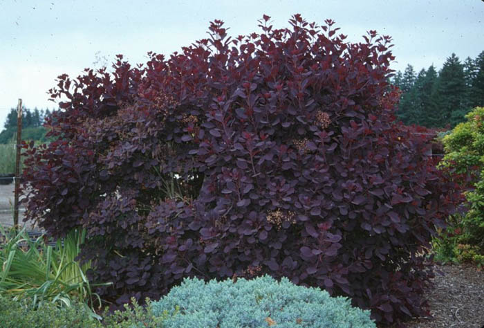 Plant photo of: Cotinus coggygria 'Royal Purple'