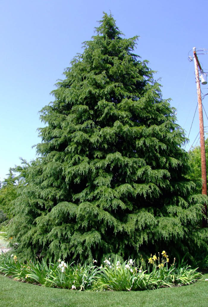 Plant photo of: Cedrus deodara