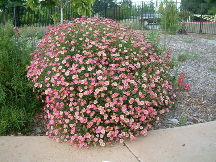 Plant photo of: Chrysanthemum frutescens 'Pink Champagne