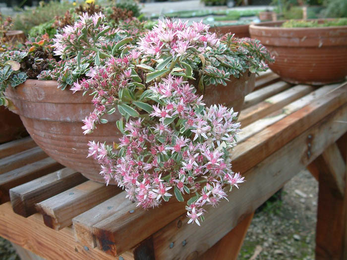 Plant photo of: Sedum spurium 'Tricolor'