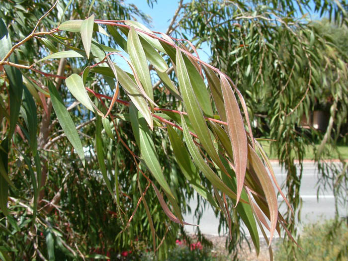 Plant photo of: Agonis flexuosa