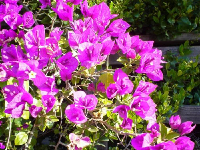 Plant photo of: Bougainvillea cultivars