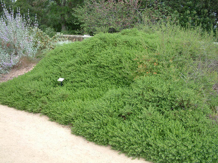 Plant photo of: Baccharis piluraris 'Twin Peaks'