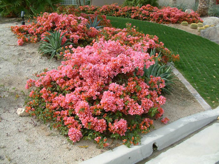 Plant photo of: Bougainvillea 'Rosenka'