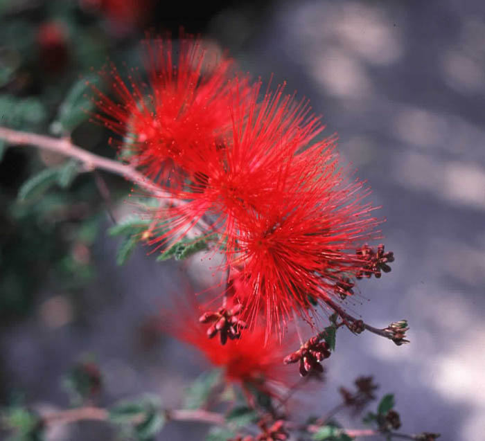 Plant photo of: Calliandra californica