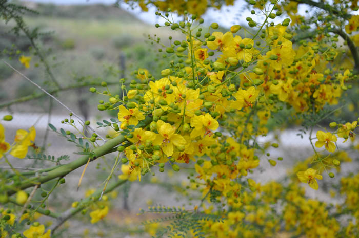 Plant photo of: Cercidium 'Desert Museum'