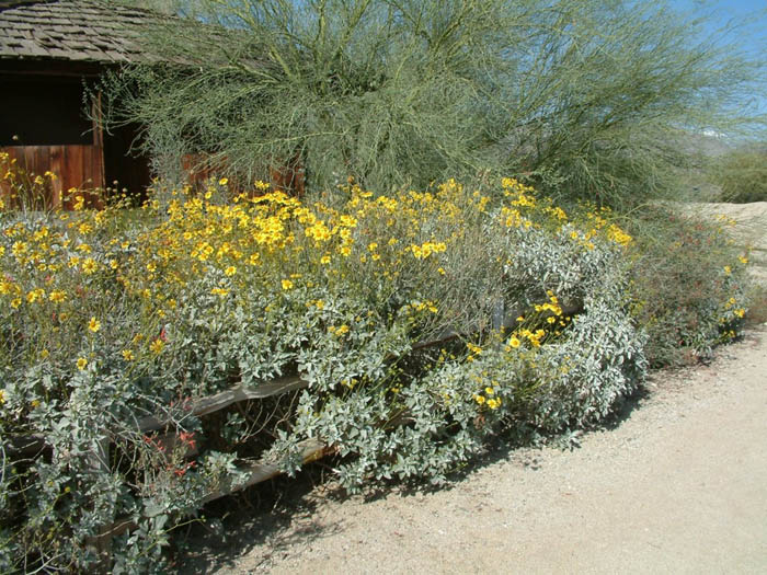 Plant photo of: Encelia farinosa