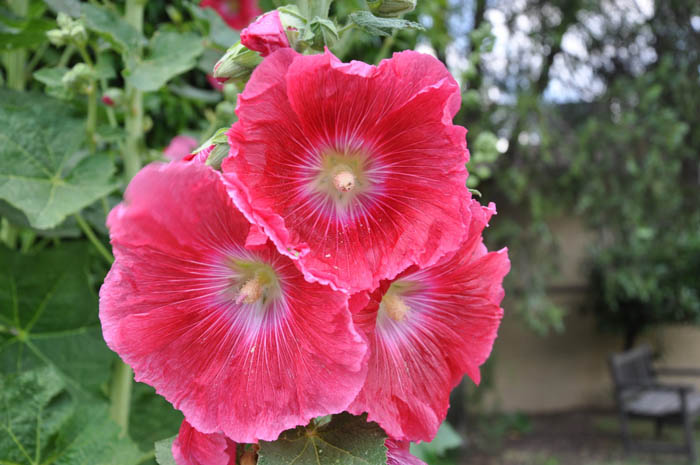 Plant photo of: Alcea rosea