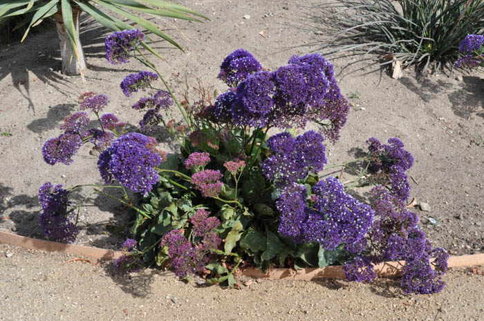 Plant photo of: Limonium perezii