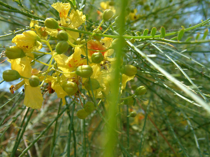 Plant photo of: Parkinsonia aculeata