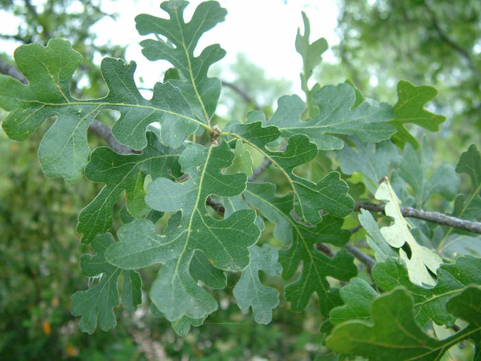 Plant photo of: Quercus lobata