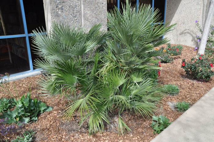 Plant photo of: Chamaerops humilis