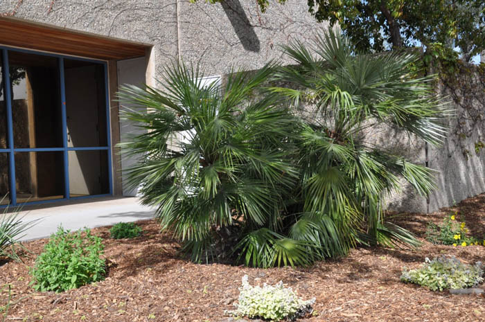 Plant photo of: Chamaerops humilis