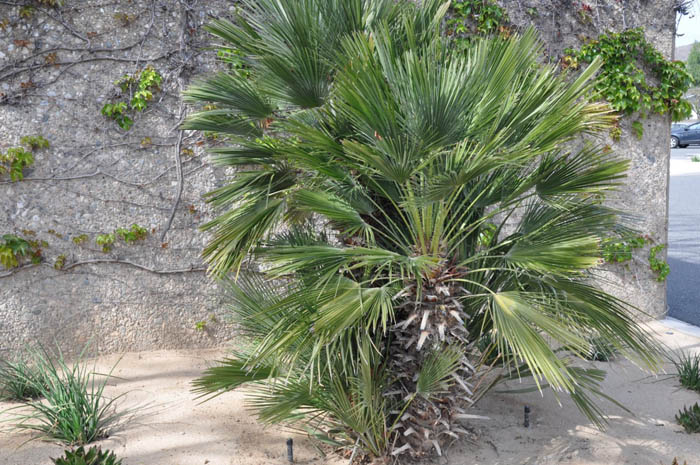 Plant photo of: Chamaerops humilis