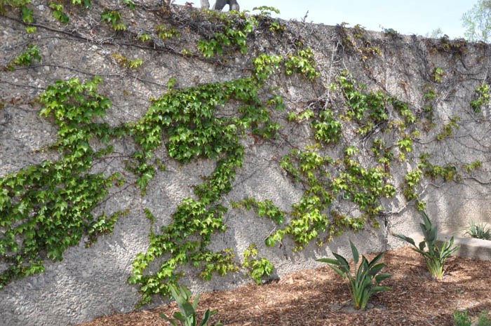 Plant photo of: Cissus rhombifolia