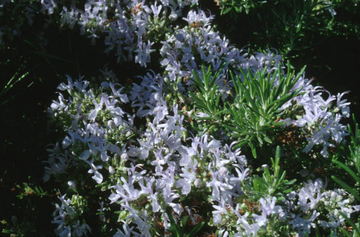 Plant photo of: Rosmarinus officinalis 'Huntington Carpe