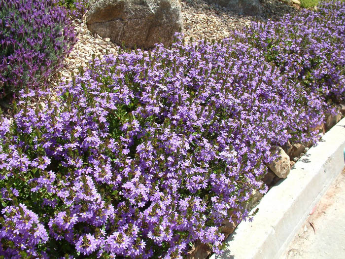 Plant photo of: Scaevola albida 'Mauve Clusters'