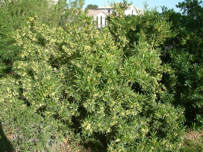 Plant photo of: Dodonaea viscosa