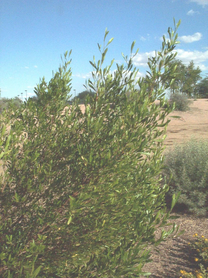 Plant photo of: Dodonaea viscosa