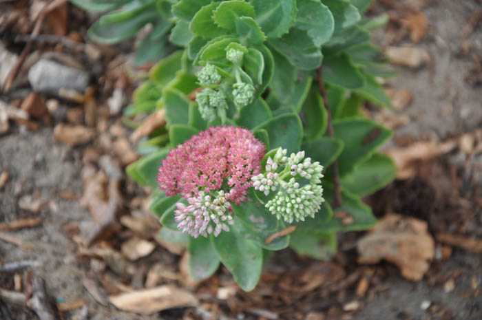 Plant photo of: Sedum 'Autumn Joy'