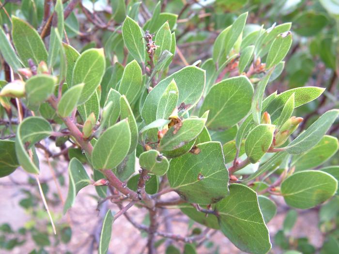 Plant photo of: Arctostaphylos manzanita