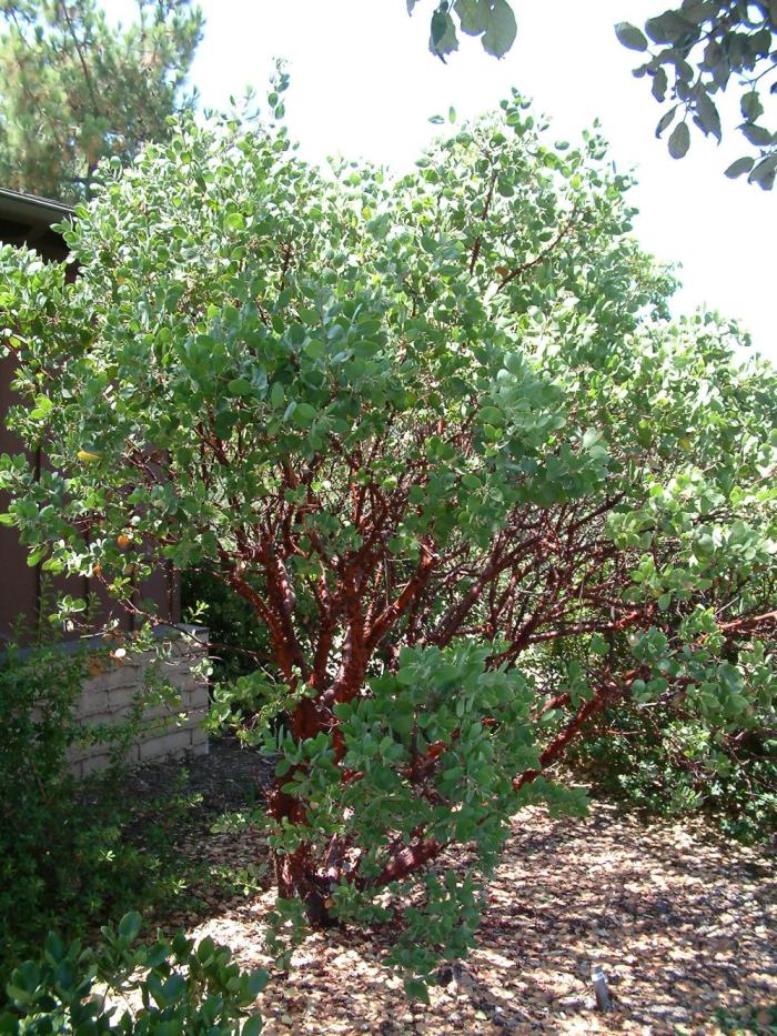 Plant photo of: Arctostaphylos manzanita