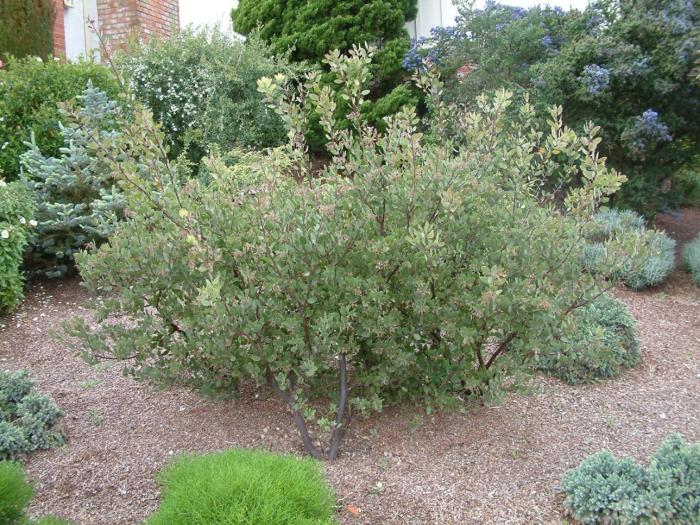 Plant photo of: Arctostaphylos manzanita