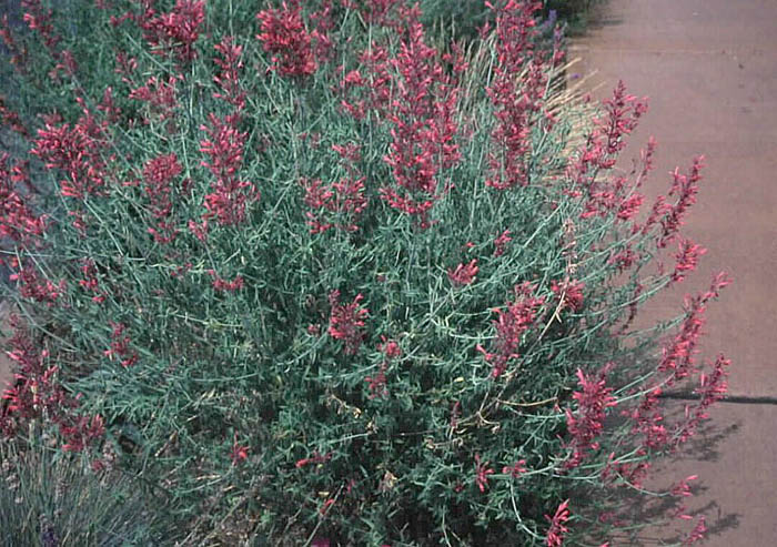 Plant photo of: Agastache rupestris