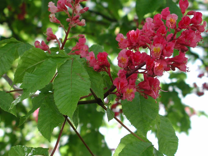 Plant photo of: Aesculus X carnea