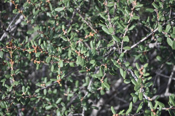 Plant photo of: Quercus dumosa