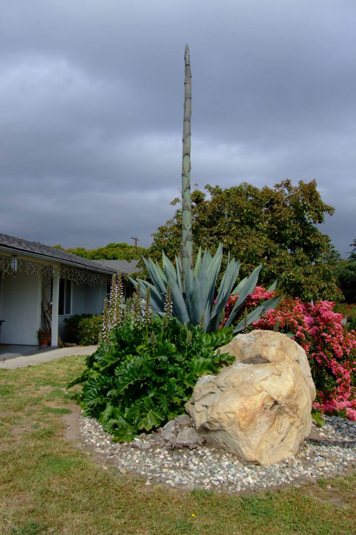 Plant photo of: Agave americana