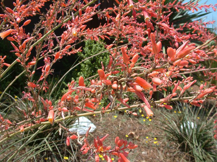 Plant photo of: Hesperaloe parviflora