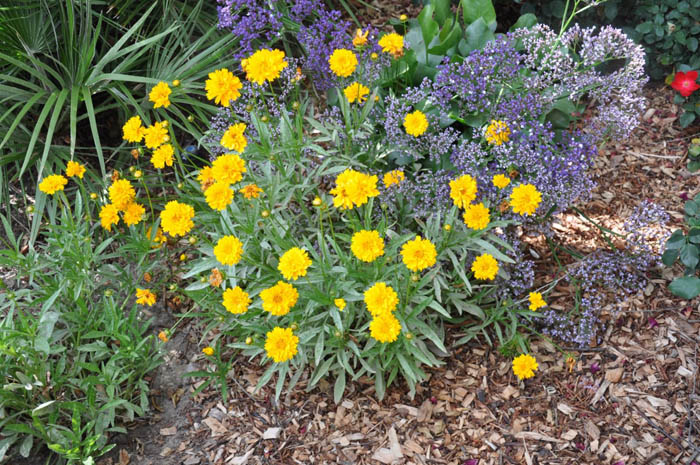 Plant photo of: Coreopsis grandiflora