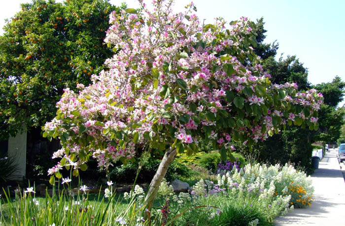 Plant photo of: Bauhinia variegata