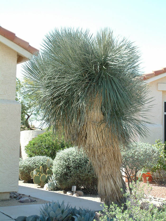 Plant photo of: Yucca elata