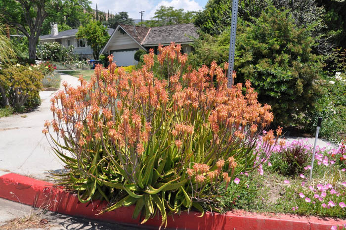 Plant photo of: Aloe maculata